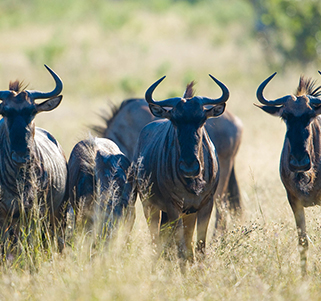 Namibia