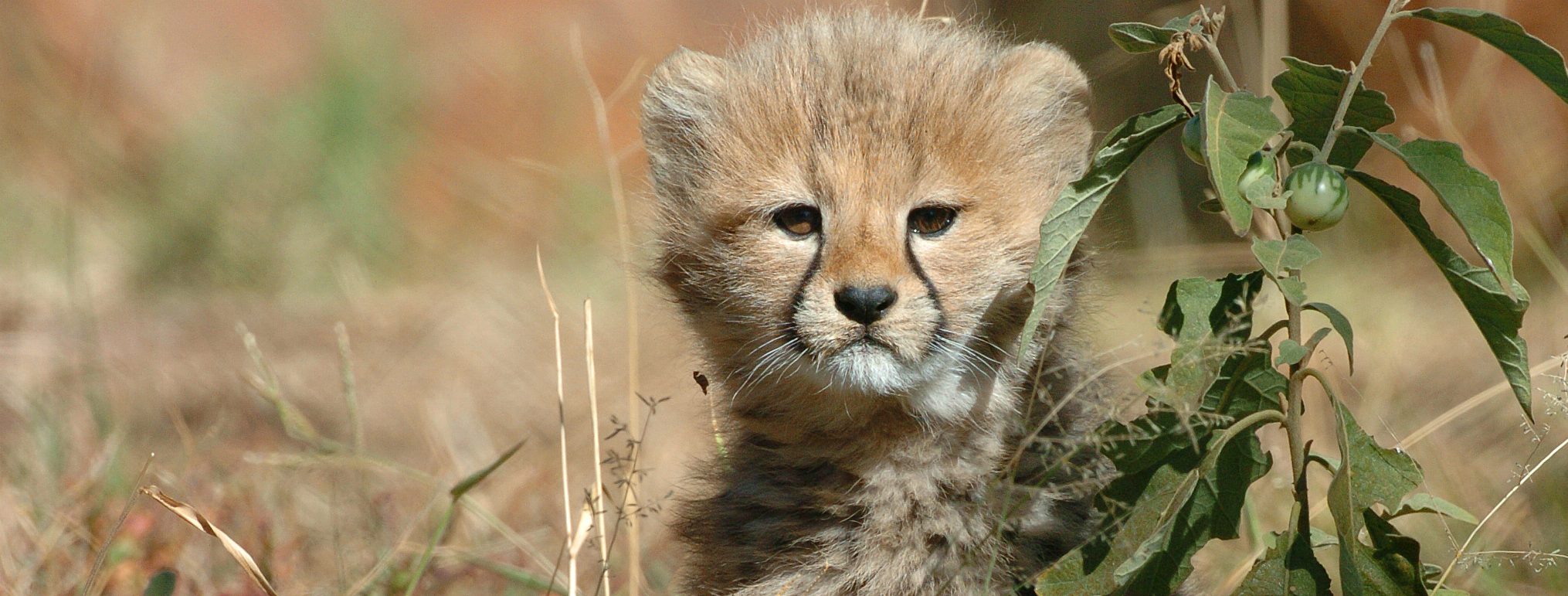 Kenya Unmatched - Safari Mystique Under African Skies - Classic Escapes