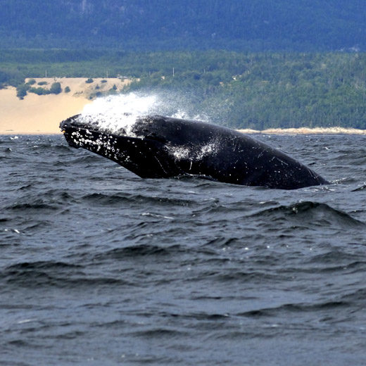 Whale in St. Lawrence River