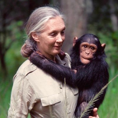 Women in Conservation - Jane Goodall - Classic Escapes