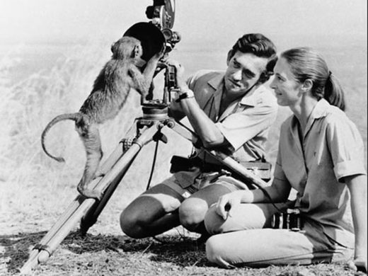 Women in Conservation - Jane Goodall - Classic Escapes