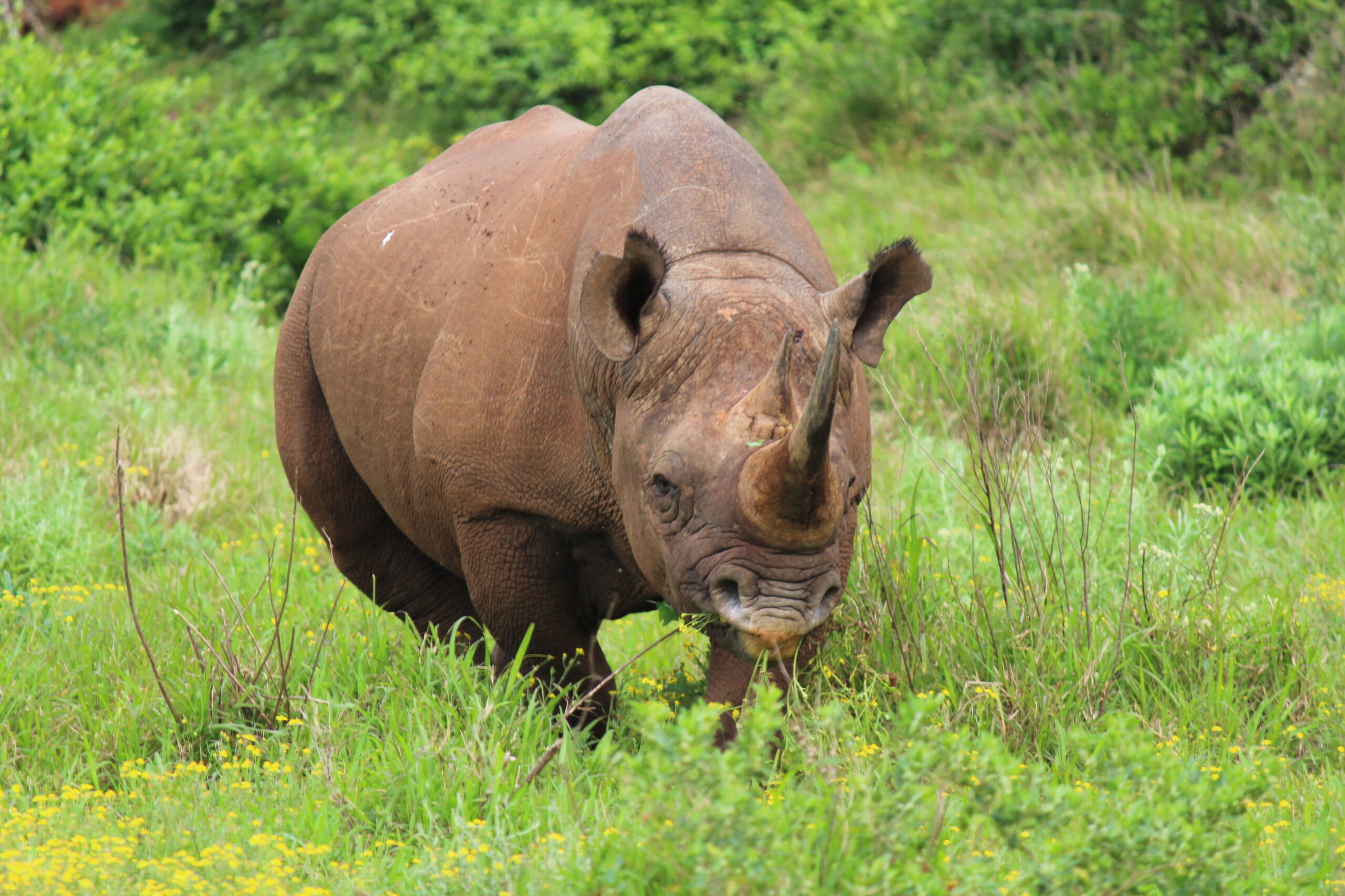 Black rhinoceros at Addo Elephant National Park | The "Big Five" Animals You Will See in an African Safari