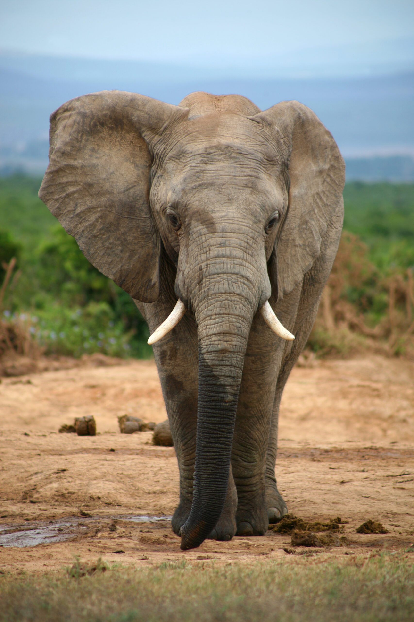 African elephant at Addo Elephant National Park | The Big Five" Animals You Will See in an African Safari