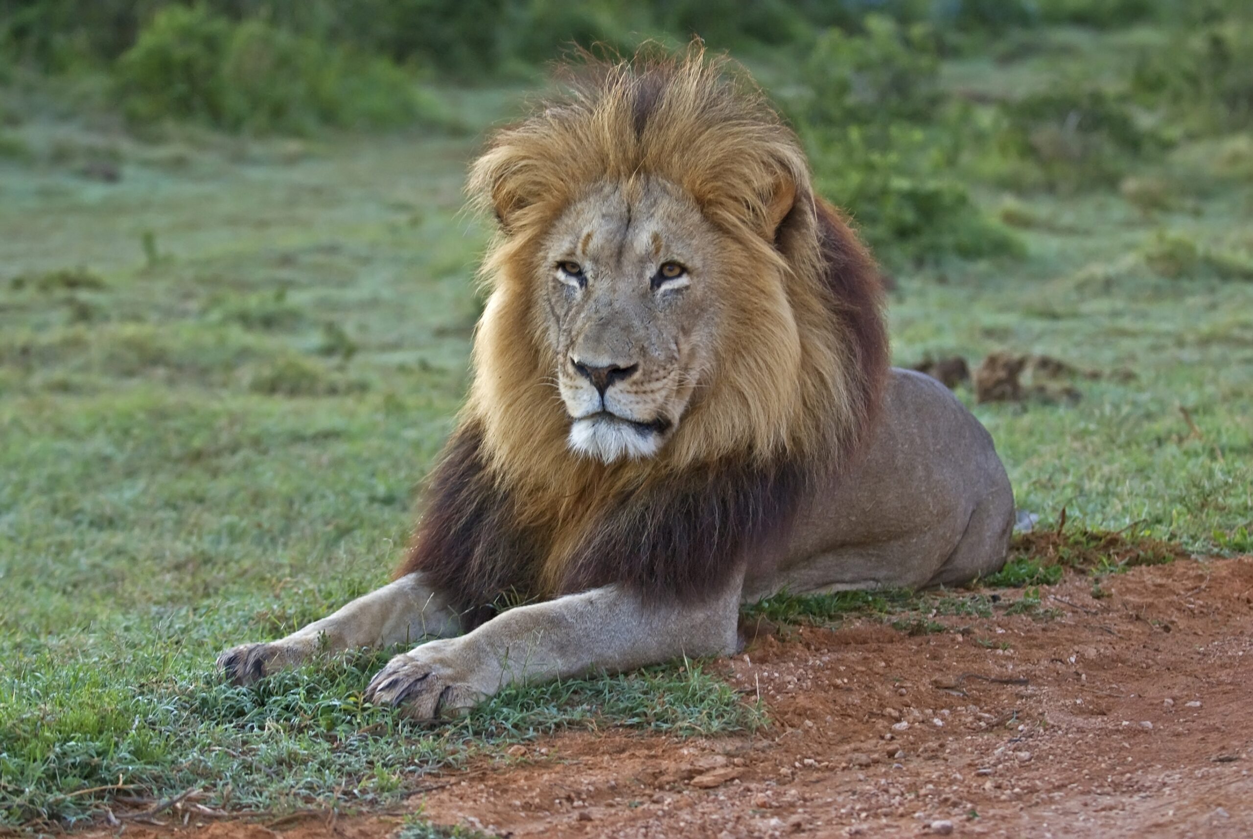 lion at Addo Elephant National Park | The Big Five" Animals You Will See in an African Safari