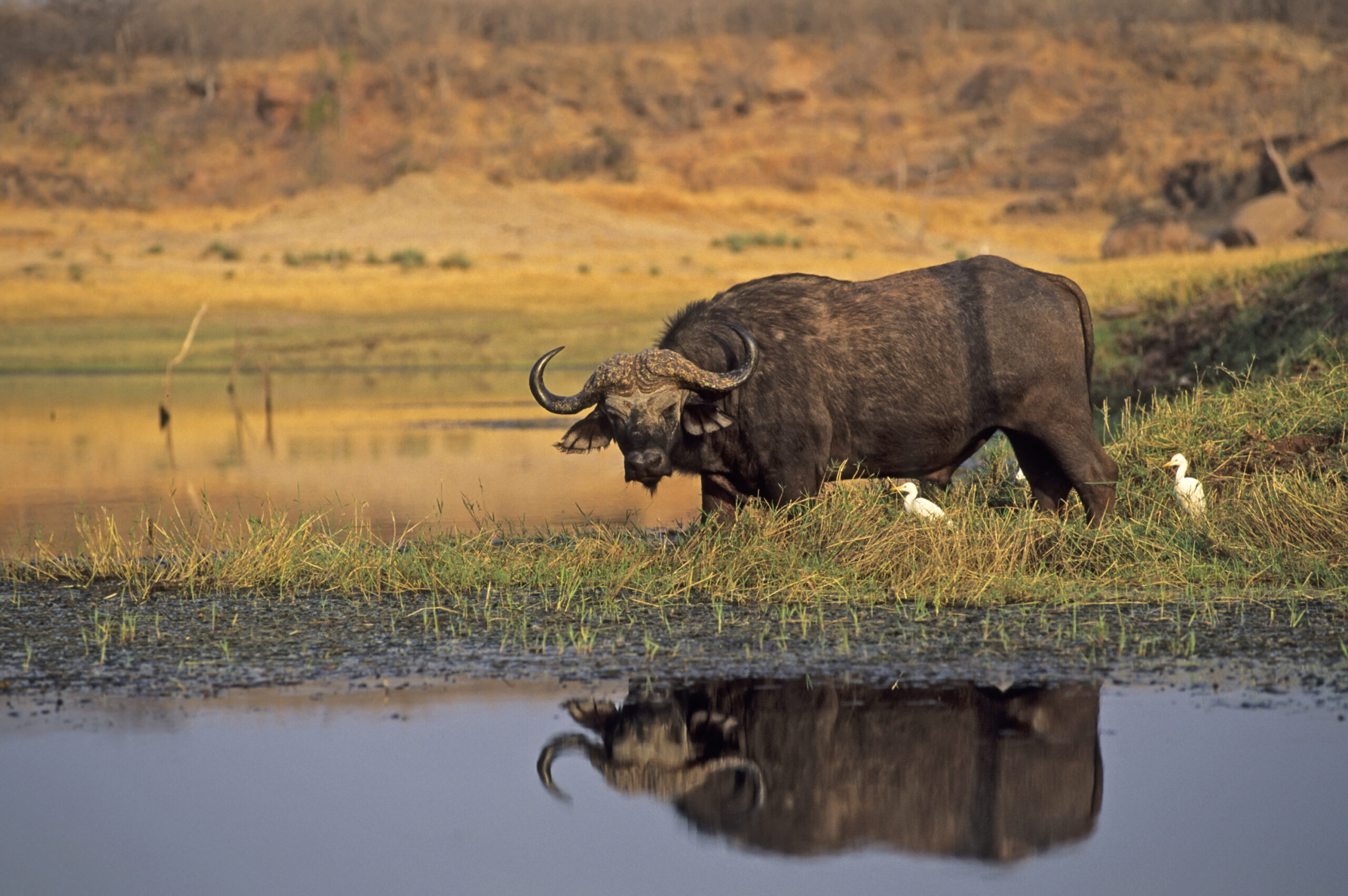Cape buffalo | The Big Five" Animals You Will See in an African Safari