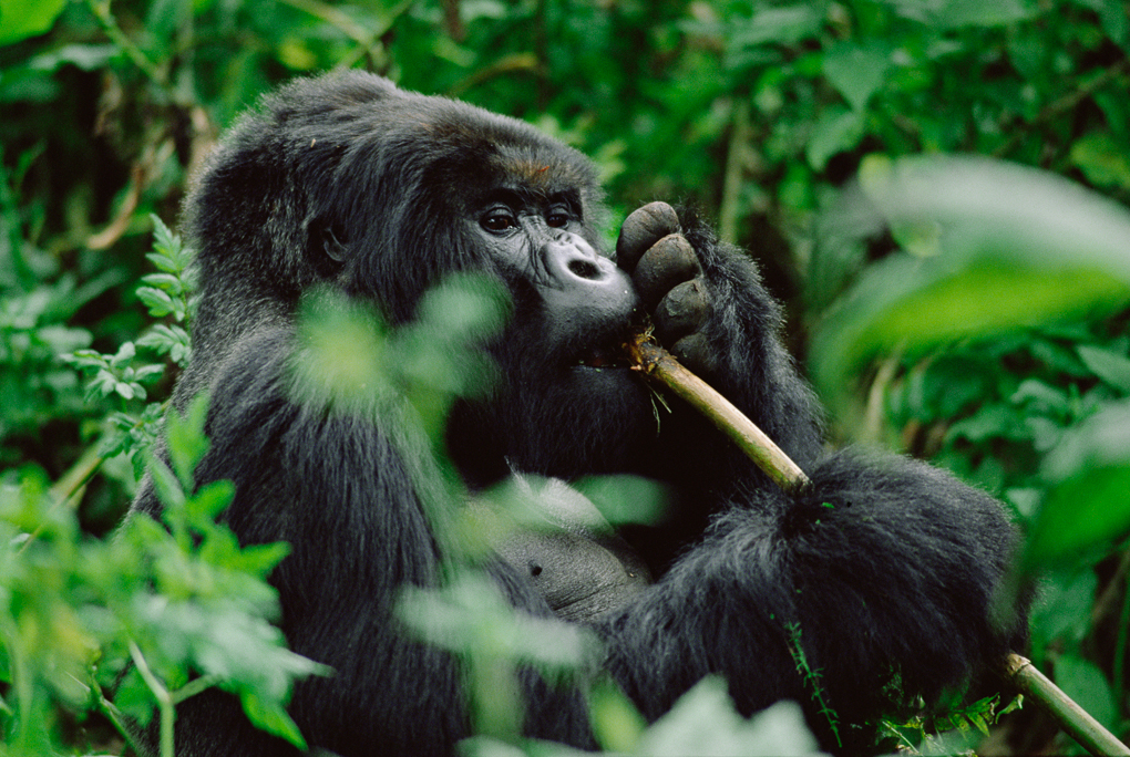Uganda mountain gorilla | The Ultimate Gorilla Trekking Safari Tour in Uganda