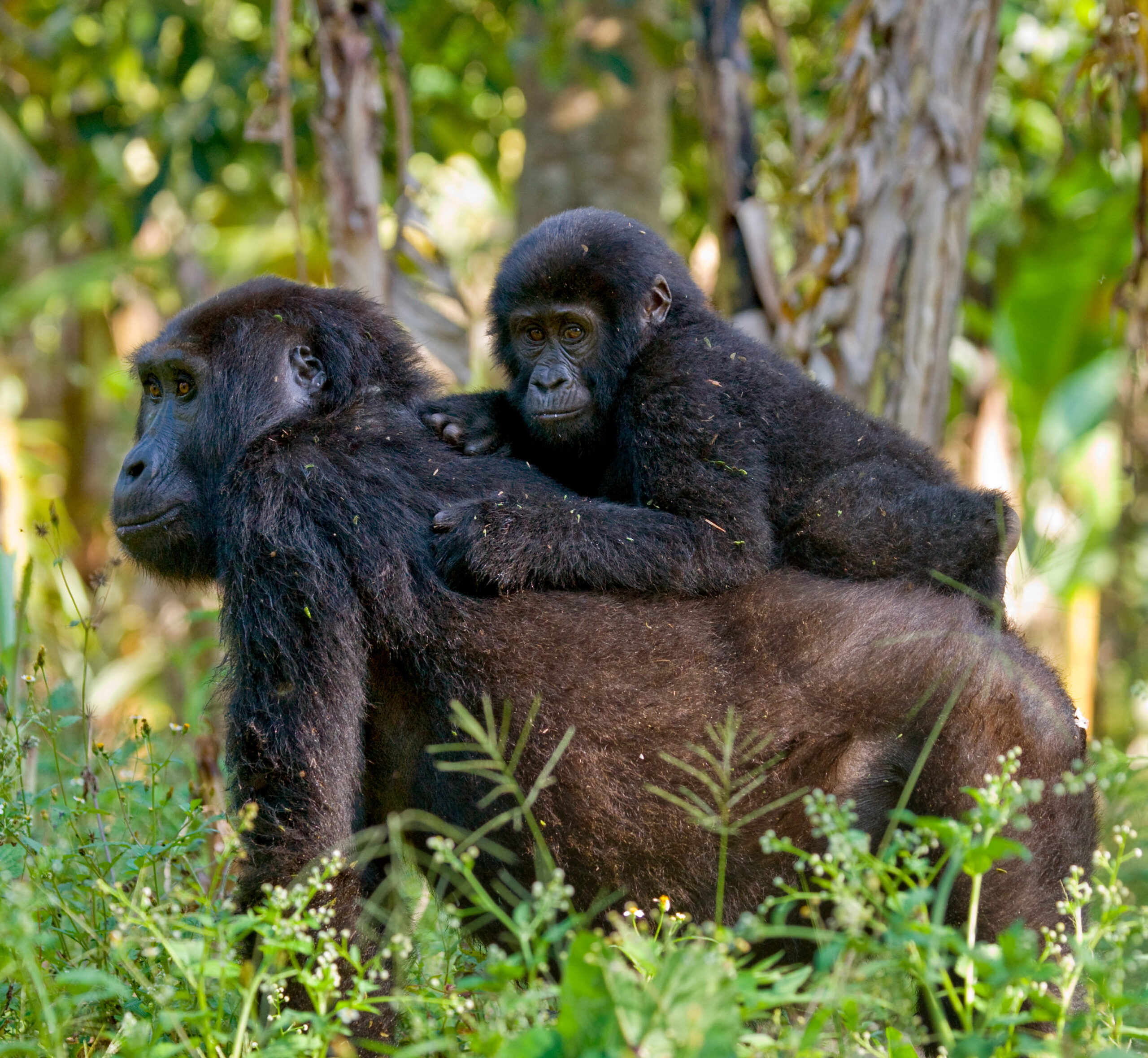 Uganda gorilla trekking tour safari | The Ultimate Gorilla Trekking Safari Tour in Uganda