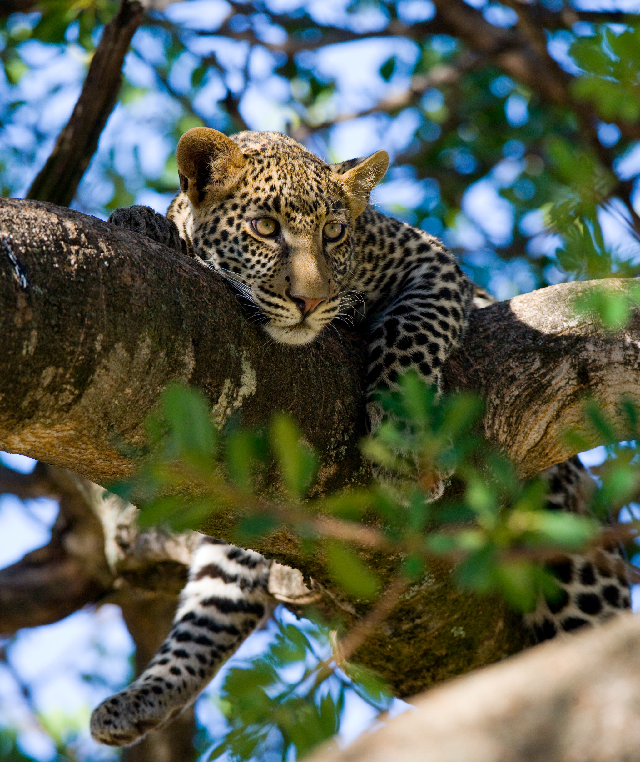 Leopard in Serengeti | The Big Five" Animals You Will See in an African Safari