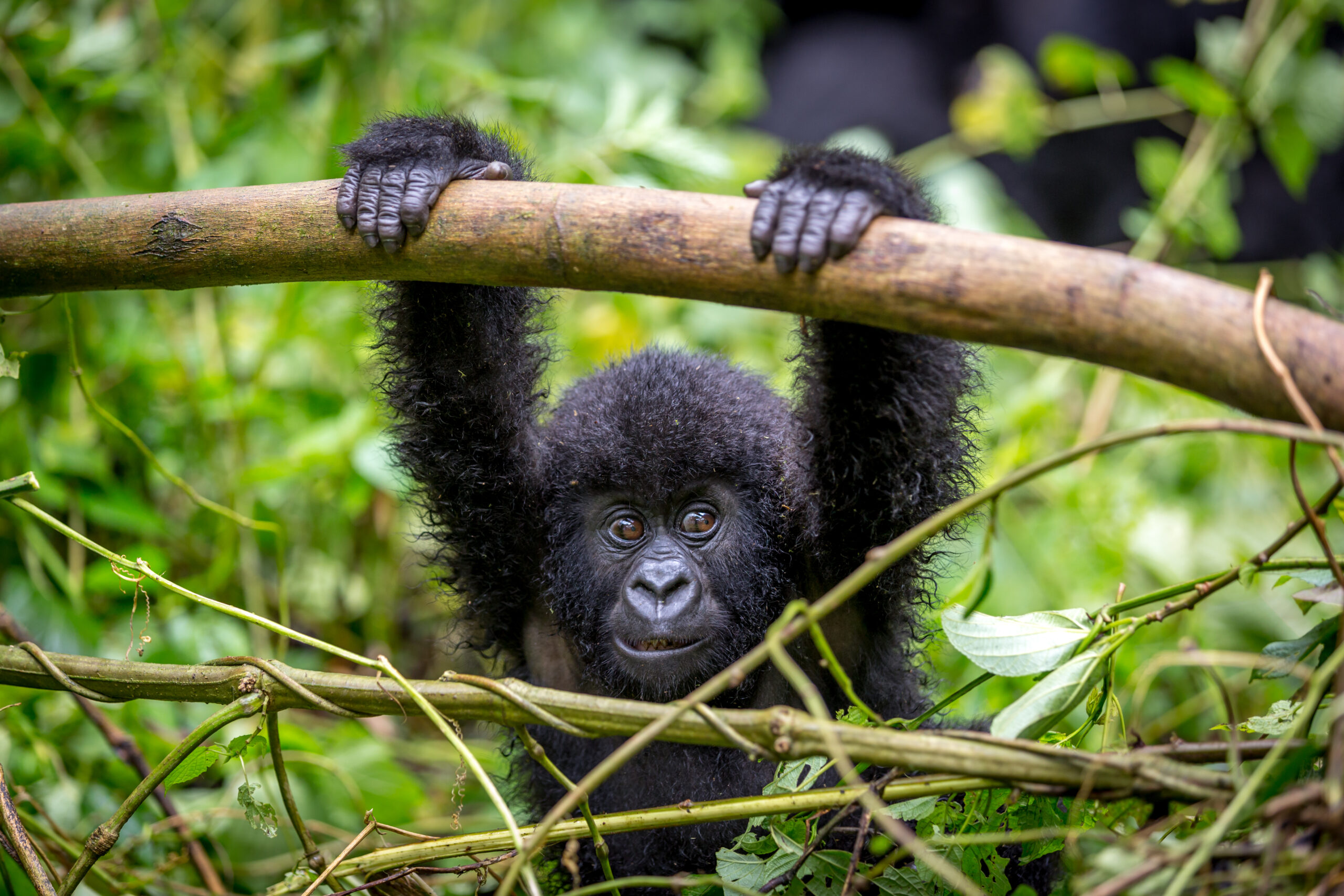 Mountain Gorilla Baby - Volcanoes National Park | The Ultimate Gorilla Trekking Safari Tour in Uganda