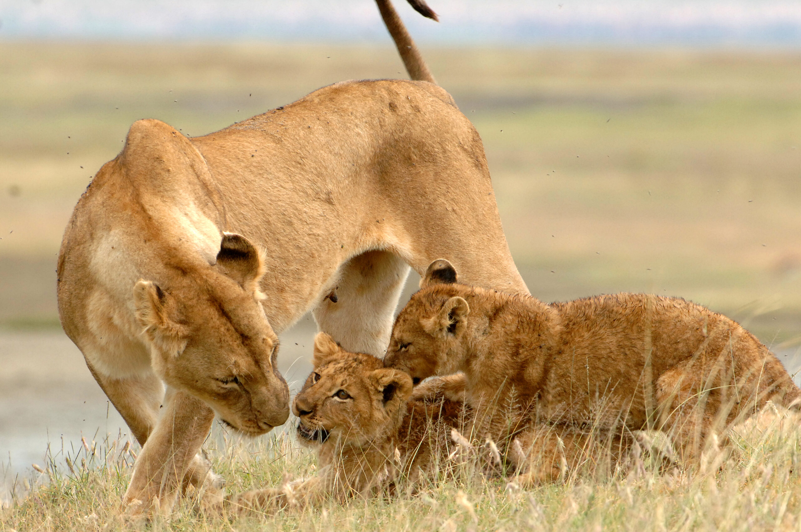 Ngorongoro Lioness & cubs | The "Big Five" Animals You Will See in an African Safari