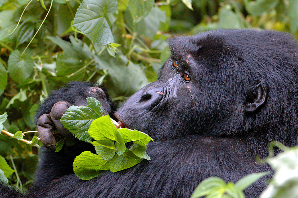 gorilla trekking safari Uganda | The Ultimate Gorilla Trekking Safari Tour in Uganda